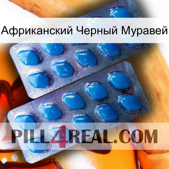 Африканский Черный Муравей viagra2.jpg